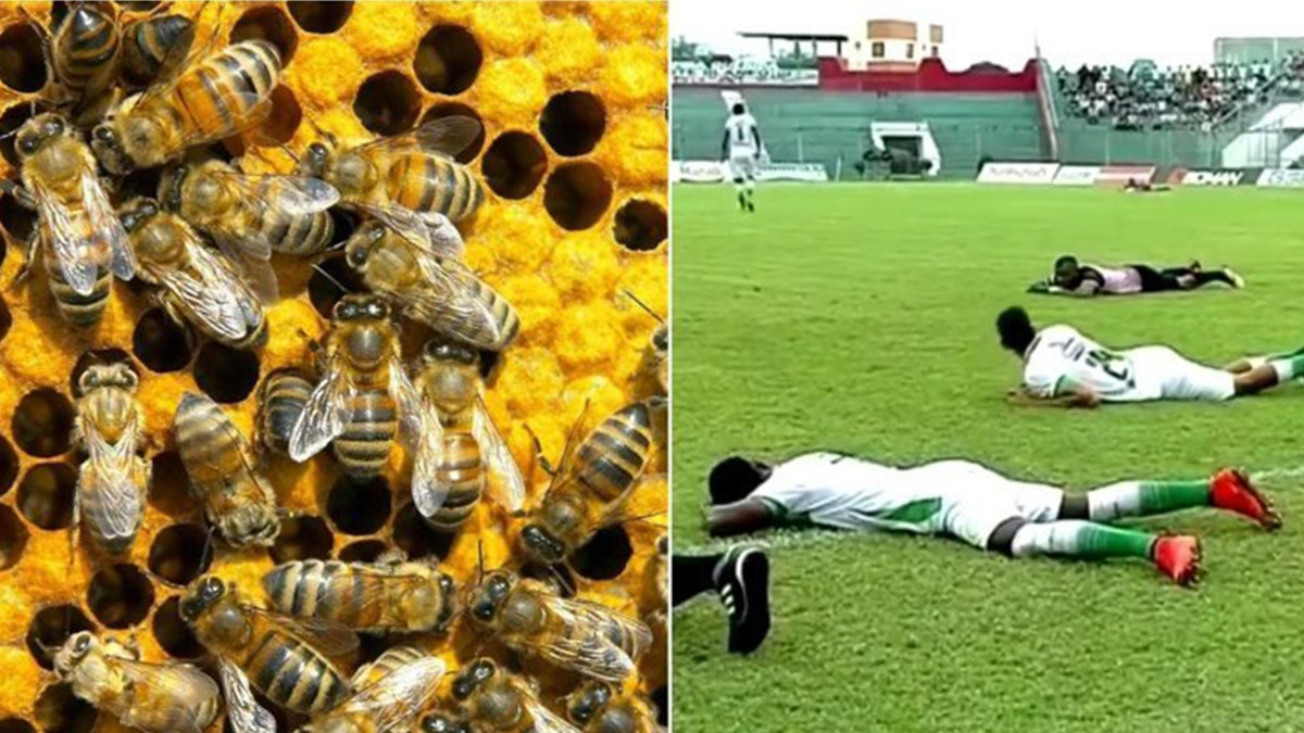 Скажений рій бджіл поклав на газон футбольні команди: курйозне відео - фото 1