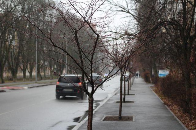Погодна аномалія: в Україні до нового року зацвіли сакури і ромашки (фото) - фото 375700
