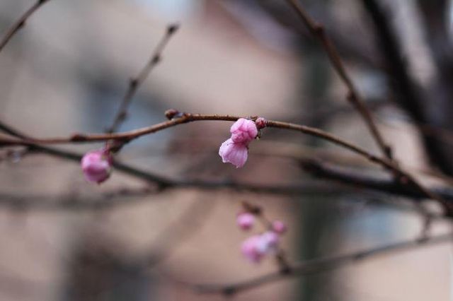 Погодна аномалія: в Україні до нового року зацвіли сакури і ромашки (фото) - фото 375701