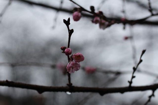 Погодна аномалія: в Україні до нового року зацвіли сакури і ромашки (фото) - фото 375702