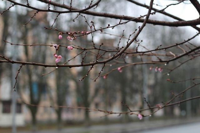 Погодна аномалія: в Україні до нового року зацвіли сакури і ромашки (фото) - фото 375703