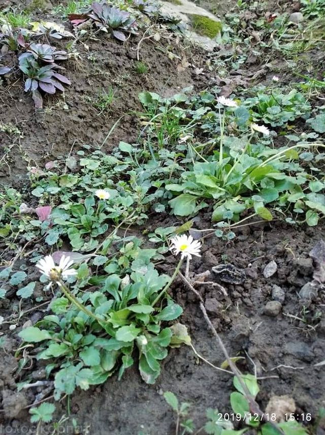 Погодна аномалія: в Україні до нового року зацвіли сакури і ромашки (фото) - фото 375704