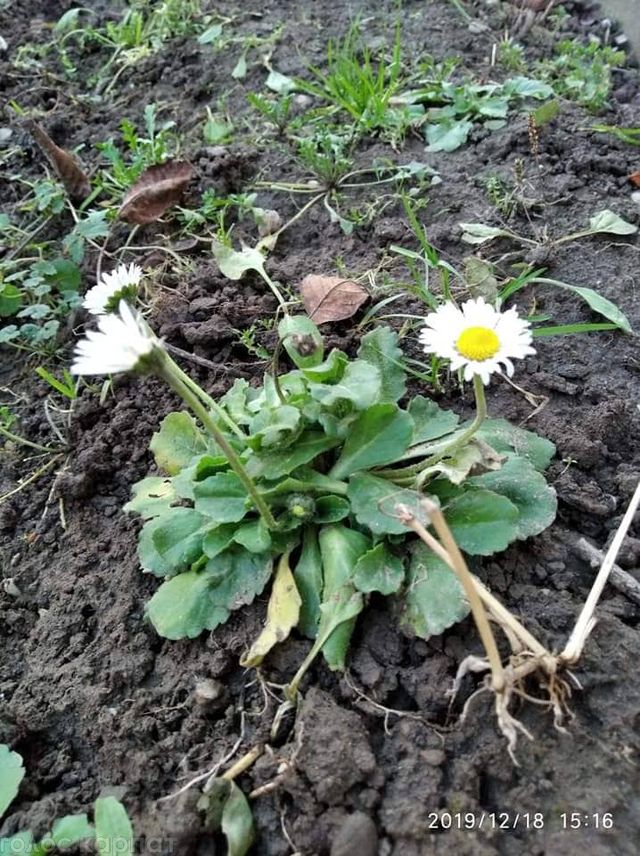 Погодна аномалія: в Україні до нового року зацвіли сакури і ромашки (фото) - фото 375705