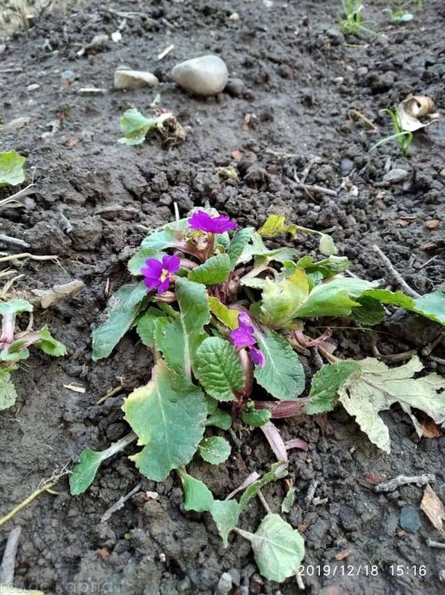 Погодна аномалія: в Україні до нового року зацвіли сакури і ромашки (фото) - фото 375706