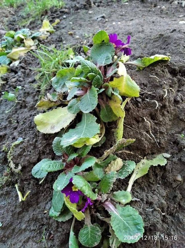 Погодна аномалія: в Україні до нового року зацвіли сакури і ромашки (фото) - фото 375707