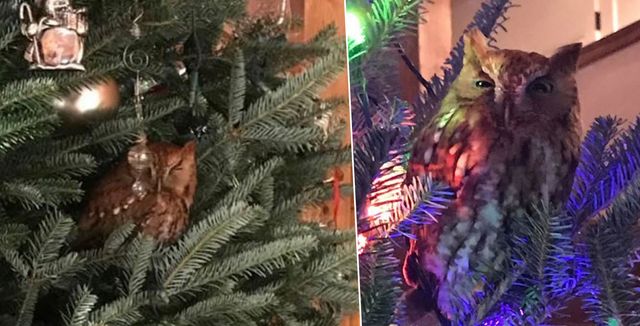 Сова зробила ялинку американців своїм домом - фото 375764