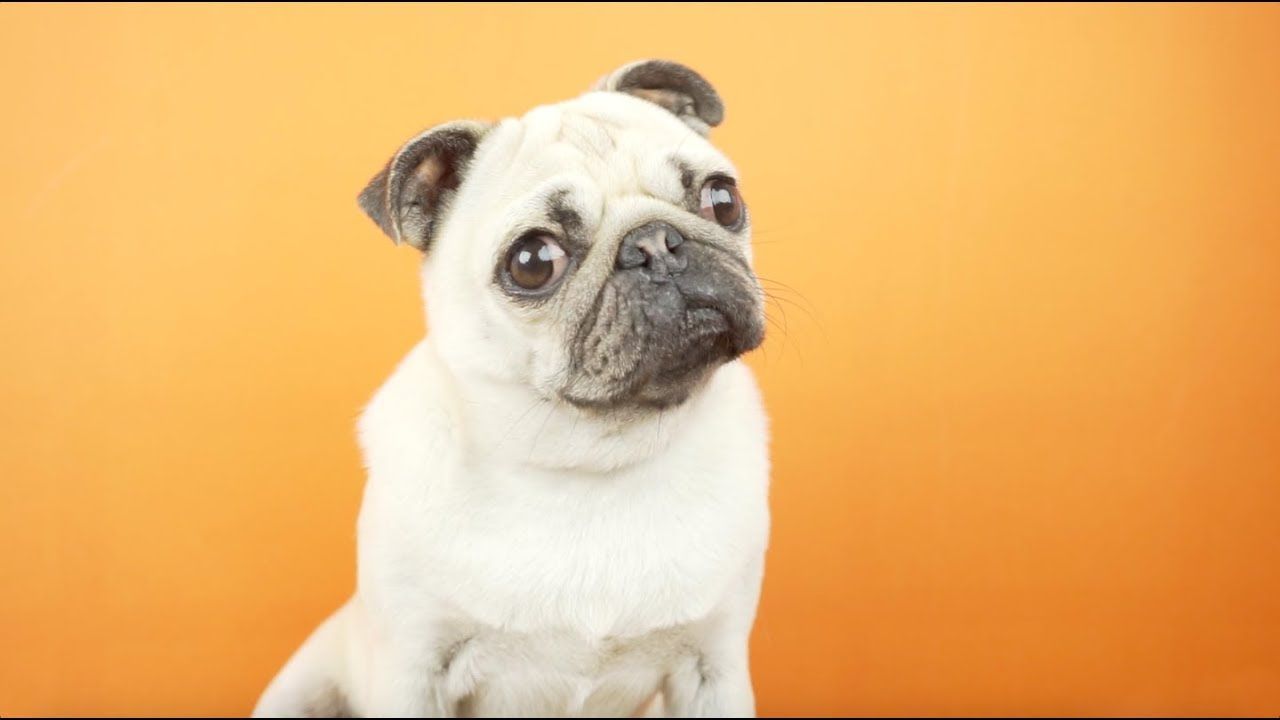 Томограма голови мопса шокувала мережу: фотофакт