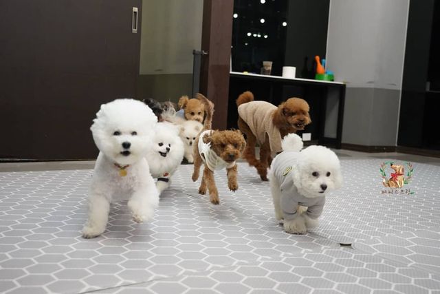 Як виглядає дитячий сад для цуценят у Південній Кореї: фото - фото 376066