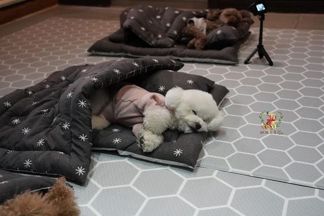 Як виглядає дитячий сад для цуценят у Південній Кореї: фото - фото 376067