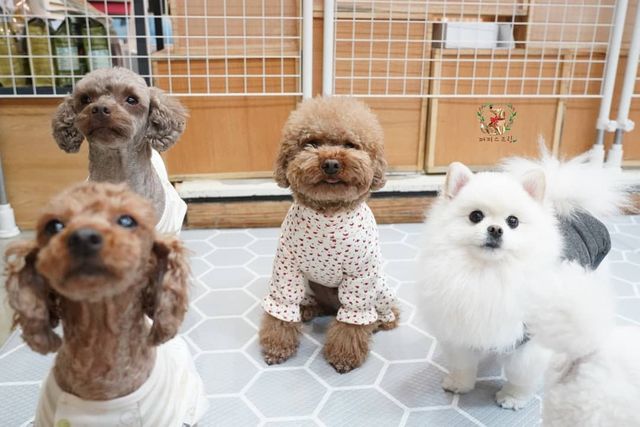 Як виглядає дитячий сад для цуценят у Південній Кореї: фото - фото 376068