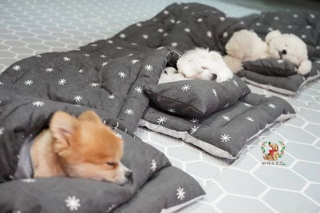 Як виглядає дитячий сад для цуценят у Південній Кореї: фото - фото 376069