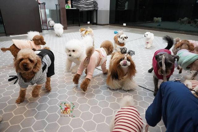 Як виглядає дитячий сад для цуценят у Південній Кореї: фото - фото 376070