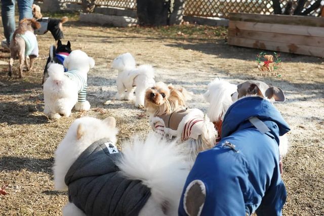 Як виглядає дитячий сад для цуценят у Південній Кореї: фото - фото 376072