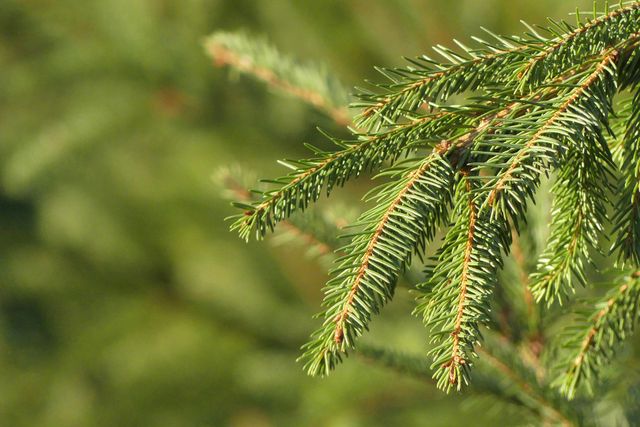 Не жива і не штучна: які ялинки на Новий рік є справді екологічними - фото 376519