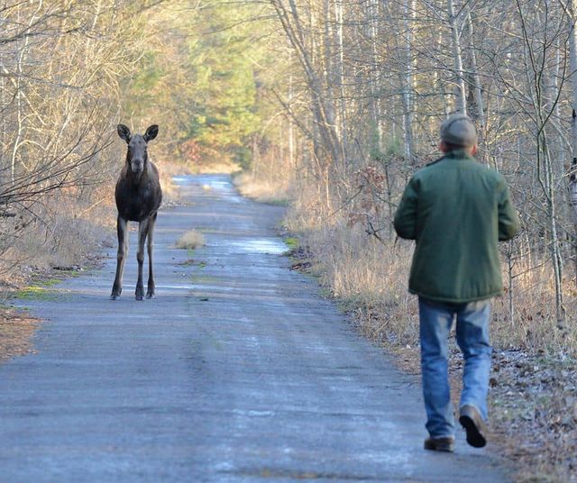 У Чорнобилі зняли великих копитних тварин: вони неймовірні - фото 376826