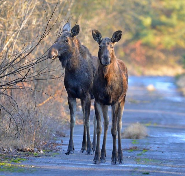 У Чорнобилі зняли великих копитних тварин: вони неймовірні - фото 376827