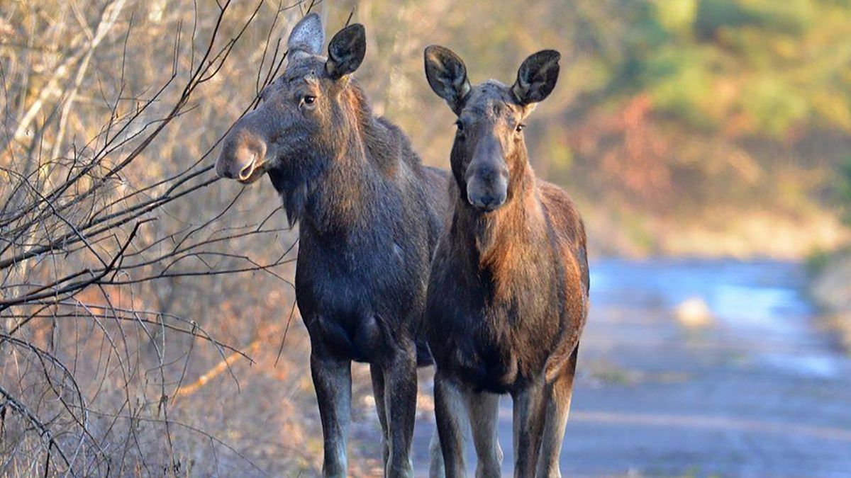 У Чорнобилі зняли великих копитних тварин: вони неймовірні