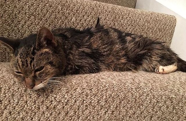 Кіт-мандрівник повернувся додому через сім років: фото - фото 376930