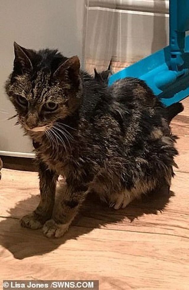 Кіт-мандрівник повернувся додому через сім років: фото - фото 376931