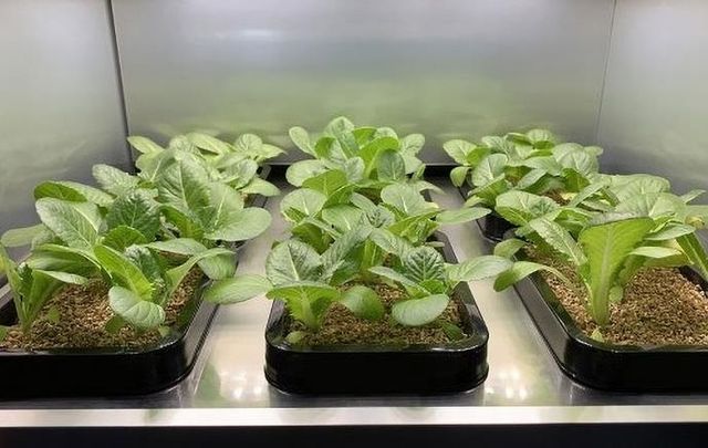 Представлено 'розумну' шафу для вирощування овочів прямо на кухні - фото 377126