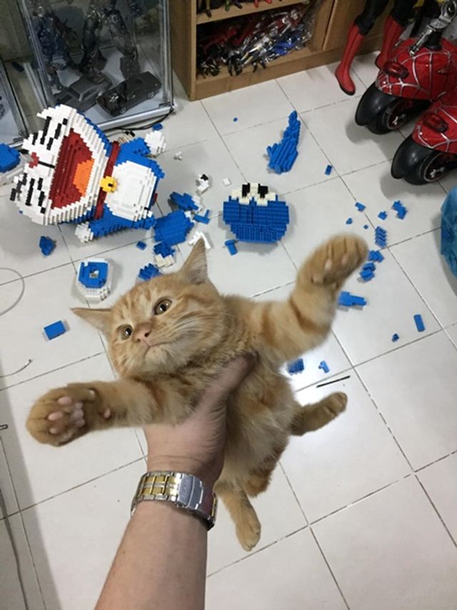 Кіт-бешкетник зламав фігуру з 2432 деталей конструктора - фото 377816