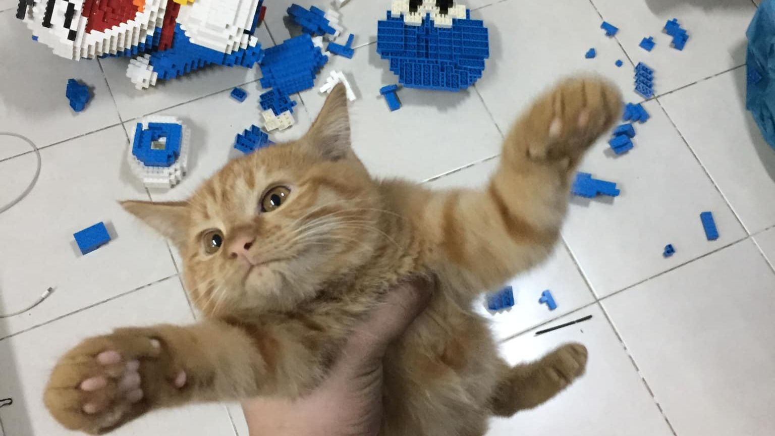 Кіт-злочинець - фото 1