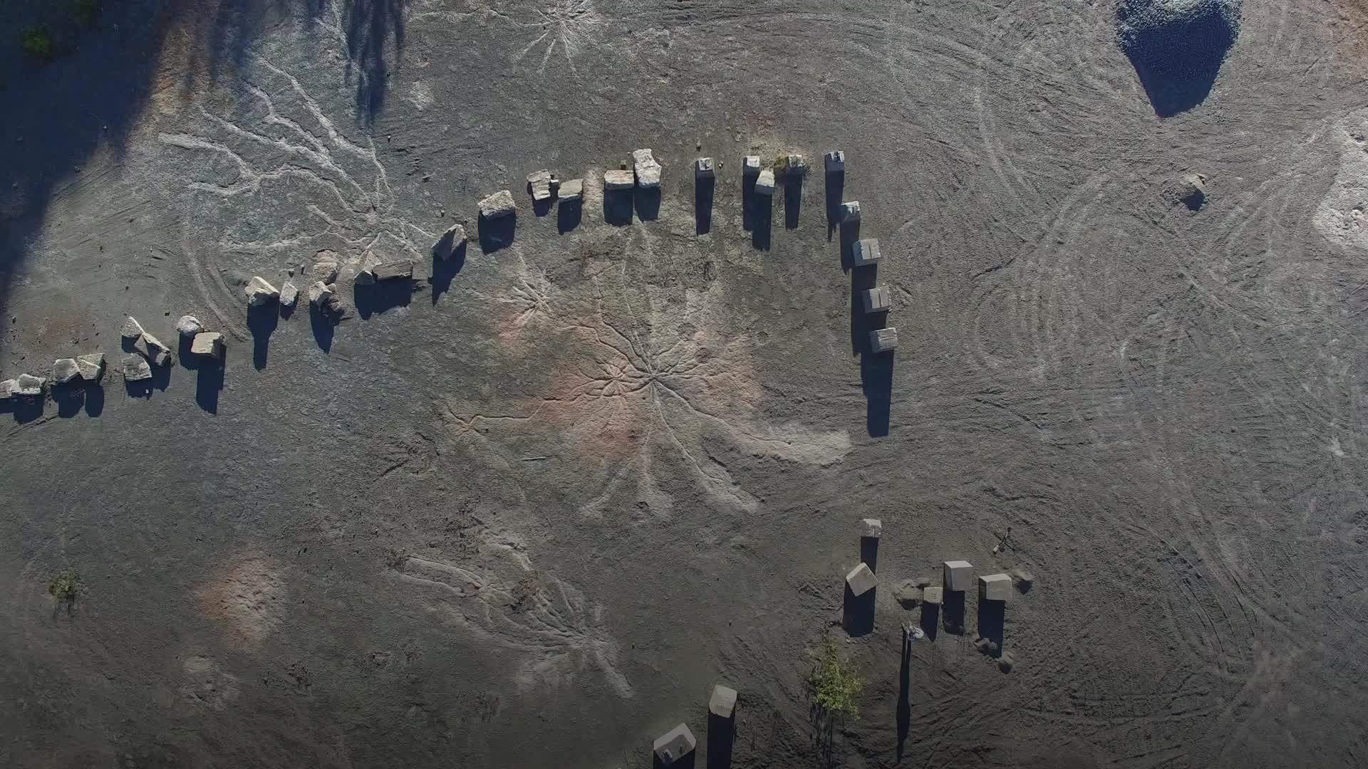 Як виглядає найстаріший у світі ліс