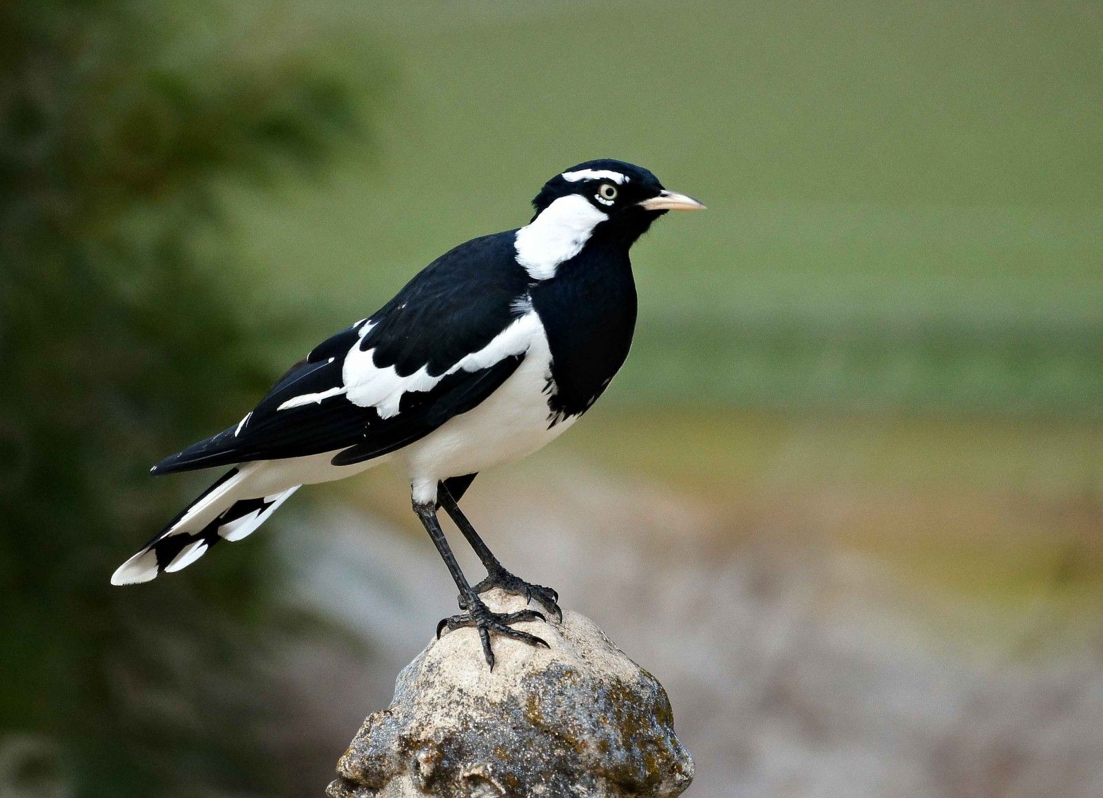 В Австралії сорока навчилась імітувати пожежну сирену: відеофакт