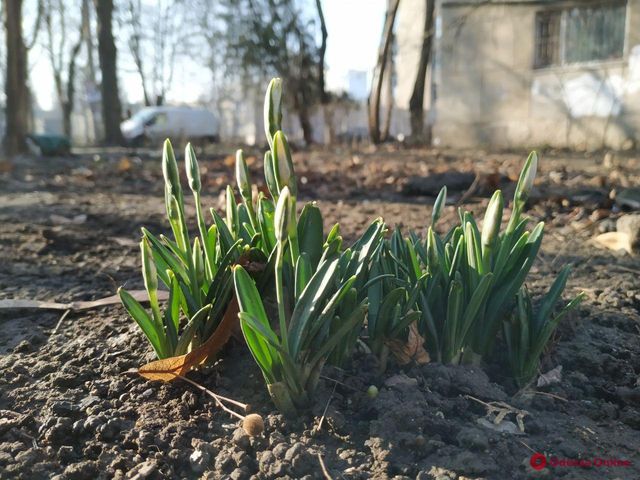 В Одесі розквітли проліски: фото - фото 378306