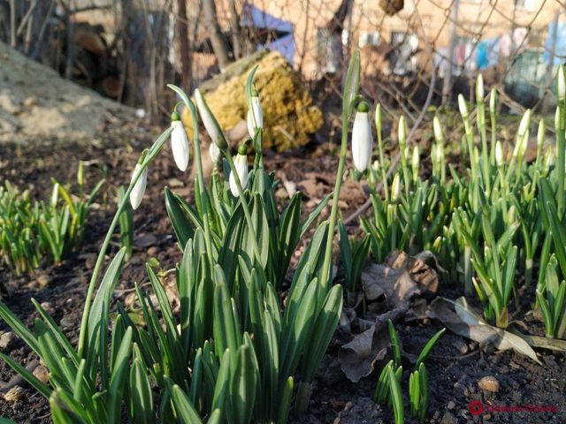 В Одесі розквітли проліски: фото - фото 378307