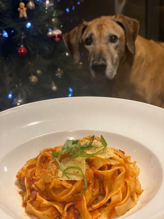 Голодні домашні улюбленці, які не дають спокійно поїсти: епічні фото - фото 378354