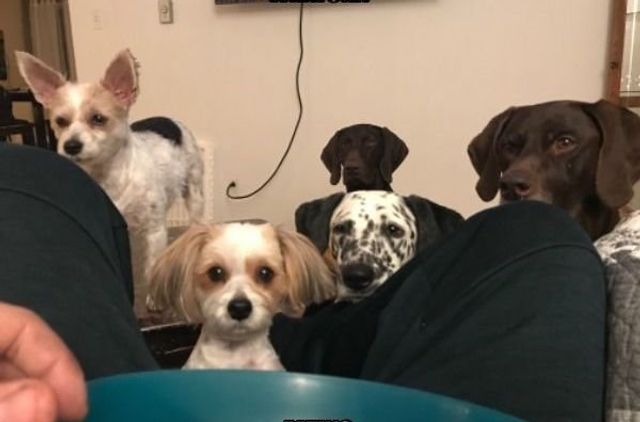 Голодні домашні улюбленці, які не дають спокійно поїсти: епічні фото - фото 378355