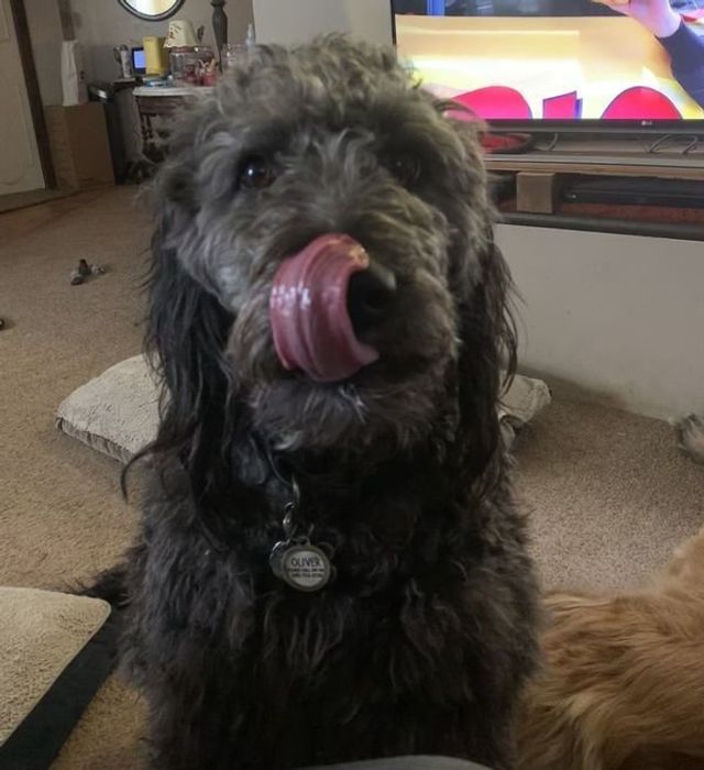 Голодні домашні улюбленці, які не дають спокійно поїсти: епічні фото - фото 378356