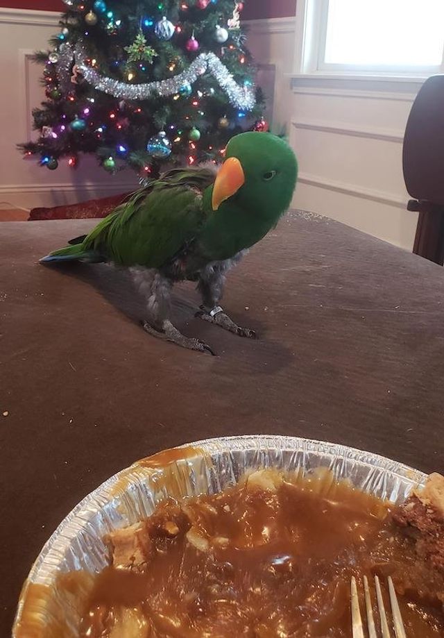 Голодні домашні улюбленці, які не дають спокійно поїсти: епічні фото - фото 378357