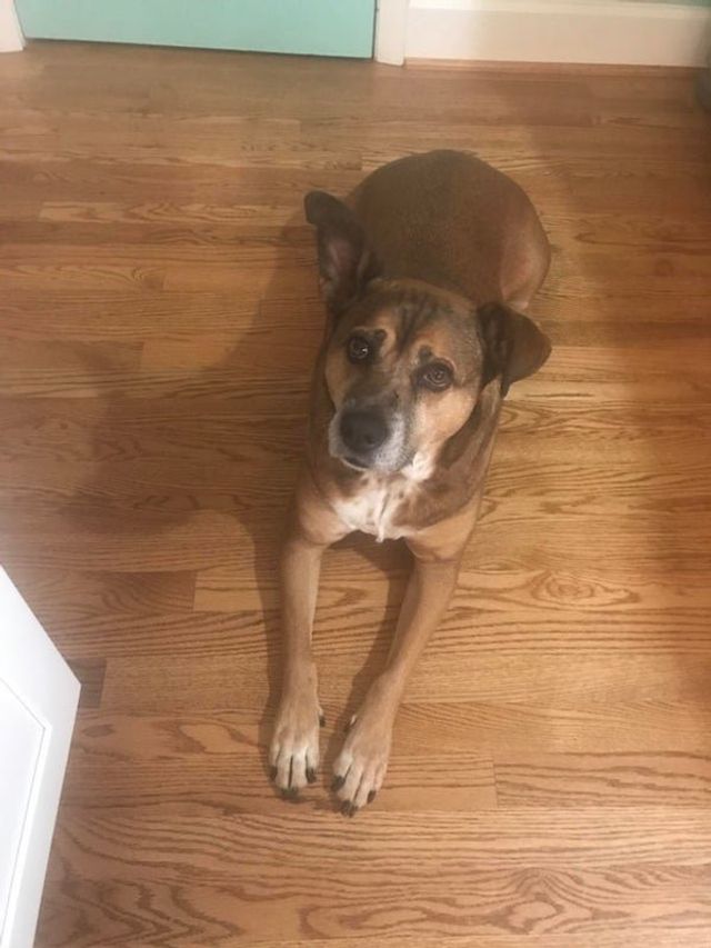 Голодні домашні улюбленці, які не дають спокійно поїсти: епічні фото - фото 378359