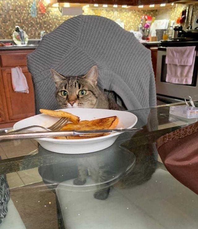 Голодні домашні улюбленці, які не дають спокійно поїсти: епічні фото - фото 378361