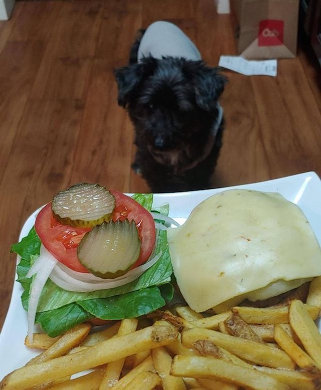 Голодні домашні улюбленці, які не дають спокійно поїсти: епічні фото - фото 378363