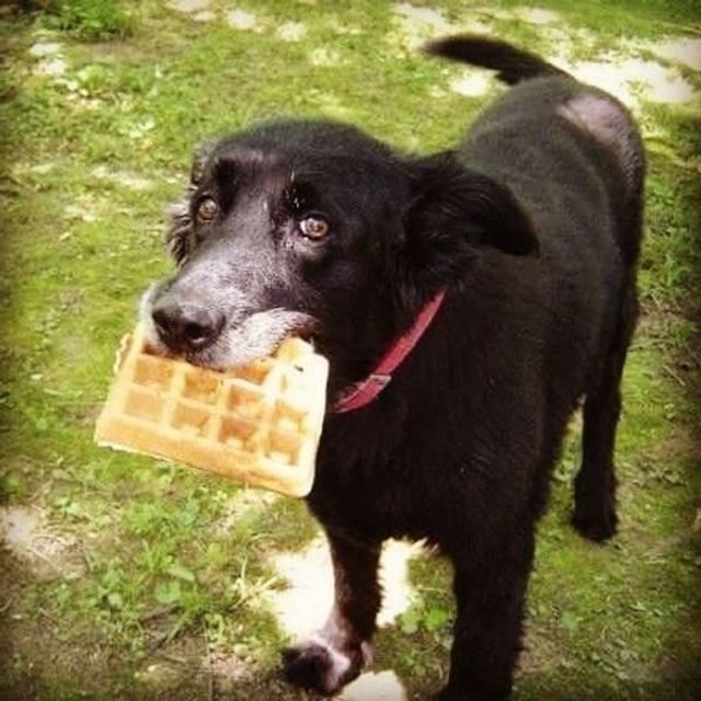 Голодні домашні улюбленці, які не дають спокійно поїсти: епічні фото - фото 378364
