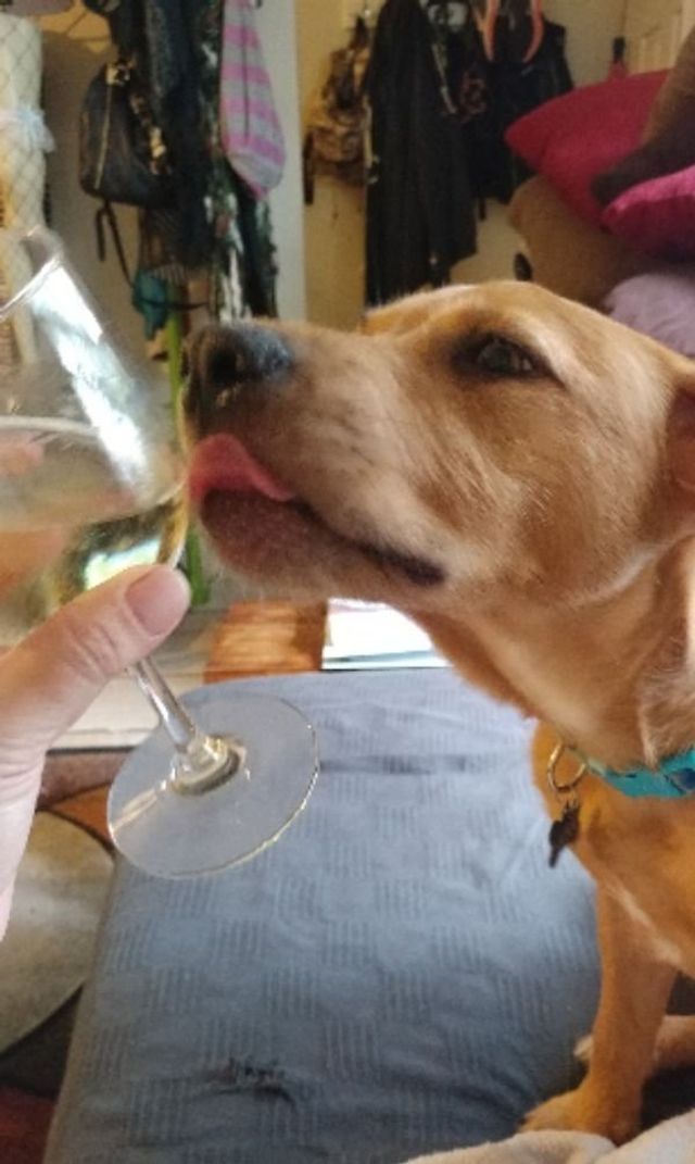 Голодні домашні улюбленці, які не дають спокійно поїсти: епічні фото - фото 378368