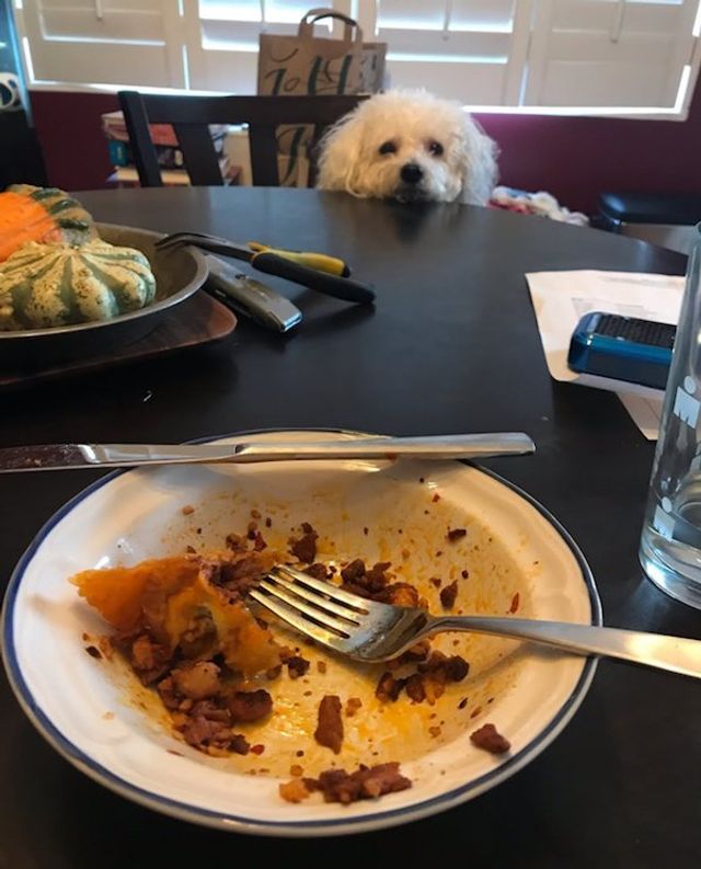 Голодні домашні улюбленці, які не дають спокійно поїсти: епічні фото - фото 378369