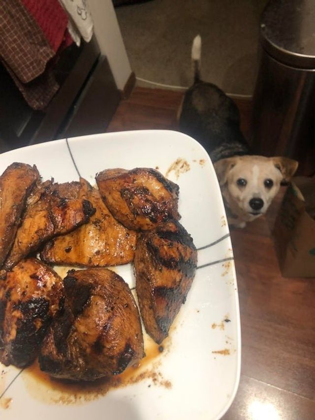 Голодні домашні улюбленці, які не дають спокійно поїсти: епічні фото - фото 378371