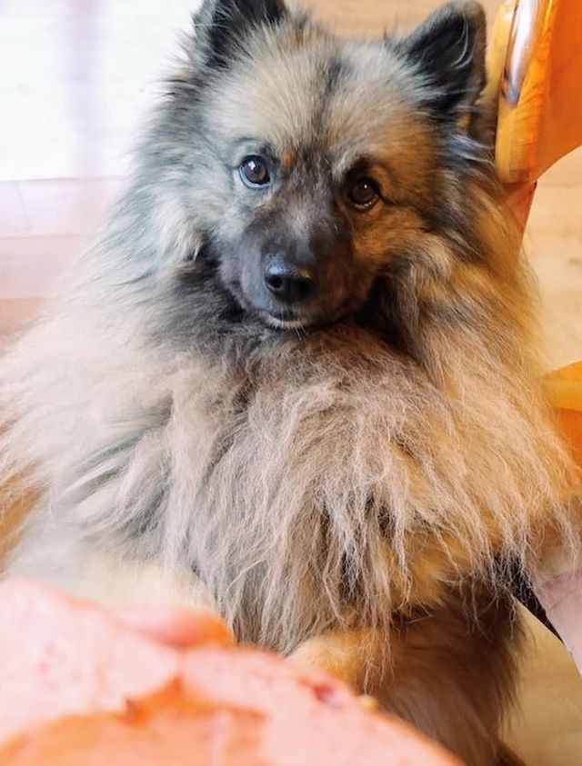 Голодні домашні улюбленці, які не дають спокійно поїсти: епічні фото - фото 378372