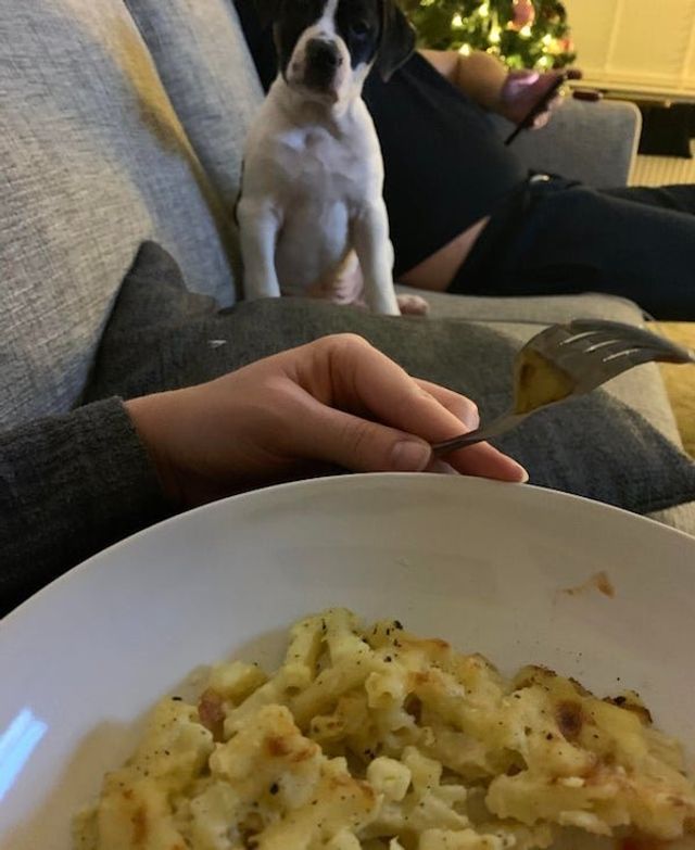 Голодні домашні улюбленці, які не дають спокійно поїсти: епічні фото - фото 378373