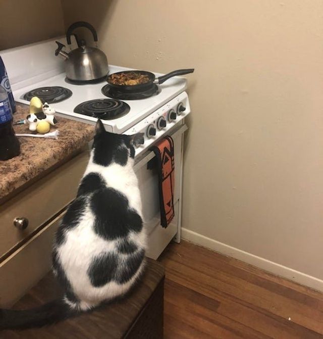 Голодні домашні улюбленці, які не дають спокійно поїсти: епічні фото - фото 378374