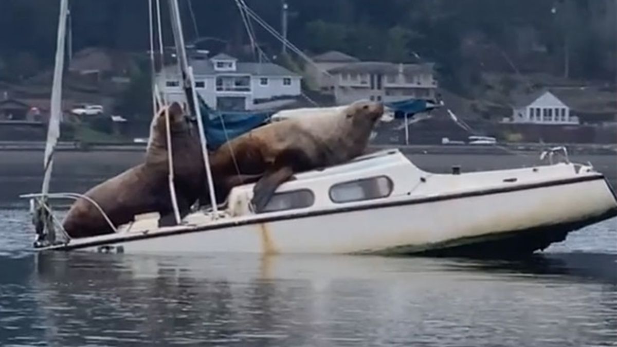 Як морські леви катер викрали: кумедні кадри