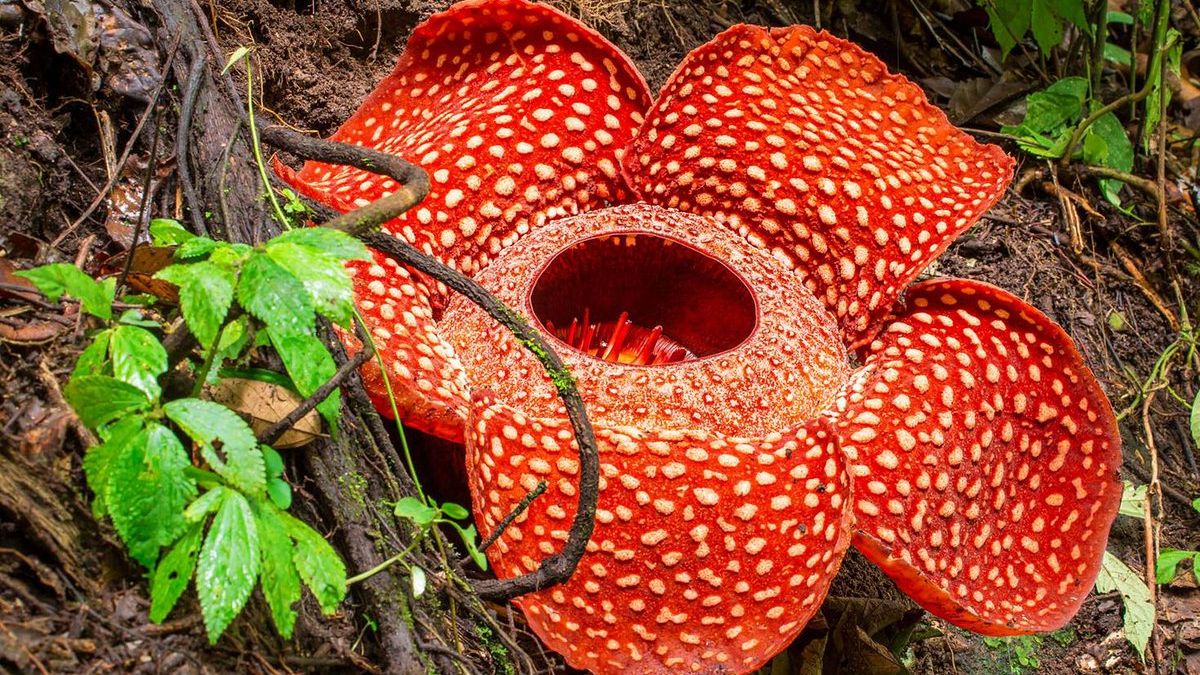 Раффлезія - фото 1