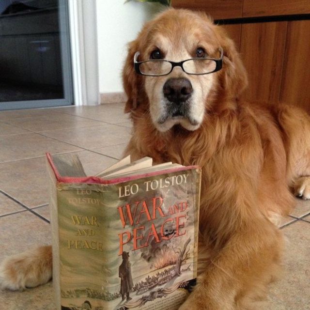 Cобаки, які обожнюють читати: епічні фото - фото 378842