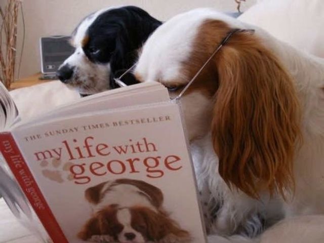 Cобаки, які обожнюють читати: епічні фото - фото 378845