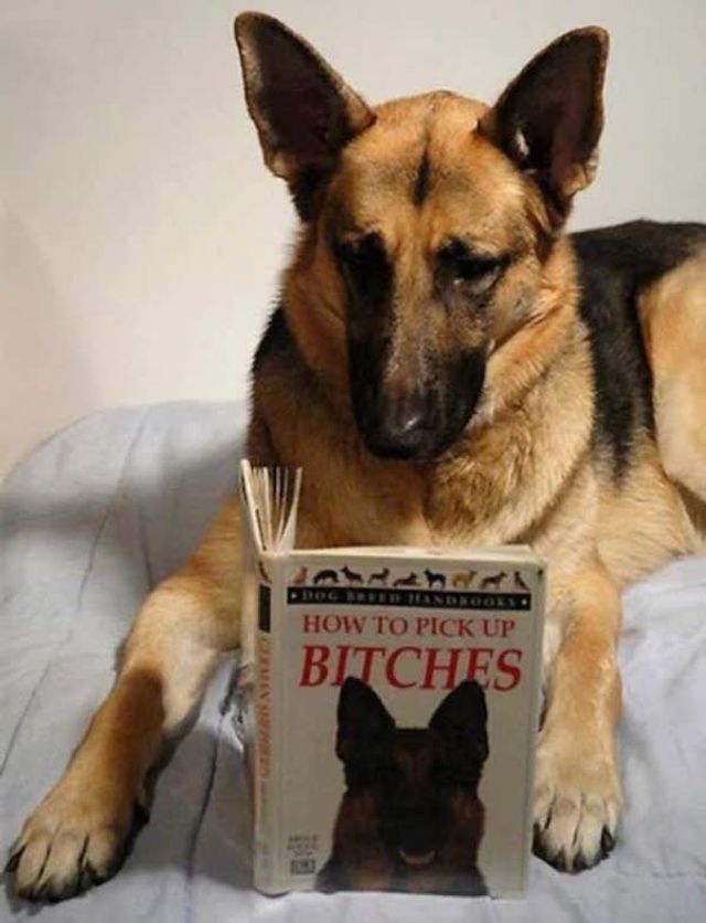 Cобаки, які обожнюють читати: епічні фото - фото 378846