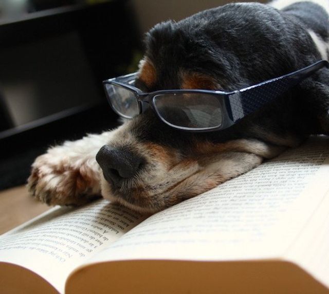 Cобаки, які обожнюють читати: епічні фото - фото 378852